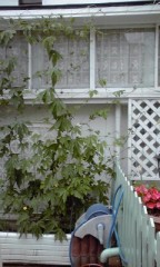 今年もゴーヤ緑のカーテンを作成中