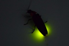 蛍の光★*☆*★*