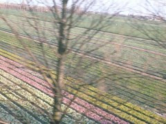 咲いた咲いたチューリップの花が、、、、