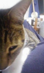 ぬぁに見てんだ！ゴルァ！