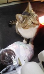 ネコインドライブ②