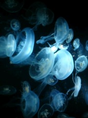 【お題日記】水族館で好きなものは？