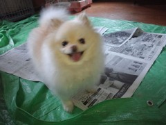 今日は朝から雨です