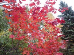 家の中の仕事が一番好き