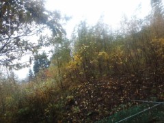 家族秘話１（きっかけ）