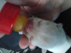 乳母＆産婆さん