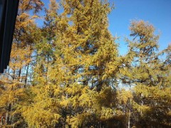 もうすぐ 雪かな～