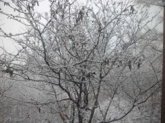 積もりそうな雪