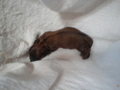 今日はダックスがお産しています！