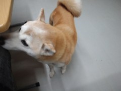 店で飼ってる幸子です