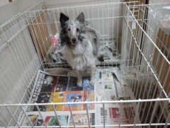 シェルティのお産婆さん