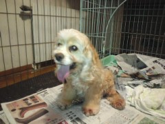 コッカーお産中