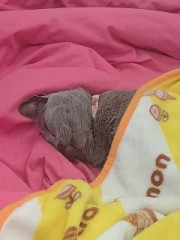 【お題日記】理想の休日の過ごし方は？