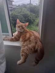 【お題日記】もし1日だけ動物になれるなら何になる？