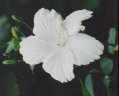 遠い昔のお話(寝取られたが)・・・・・・③