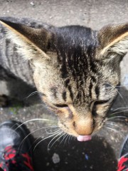 ねこに好かれた(^_^;)