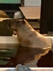 楽しみました(≧∀≦)