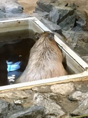 【お題日記】最近ツラかったこと