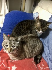 なんか、安心(=´∀｀)