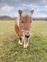 肉は十分火を通して食べます