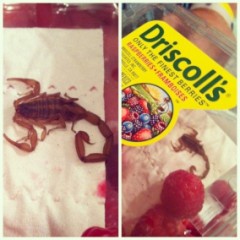 アメリカ産のラズベリー怖い　サソリ入り