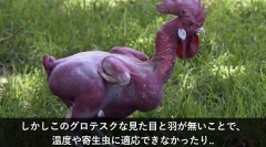 【閲覧注意】遺伝子操作で誕生した衝撃の生物８選