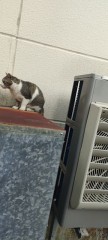 【お題日記】猫パンチくらった事ある？