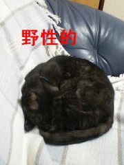 ☆実家のネコの話☆