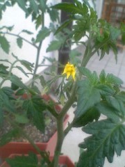 ☆さゆのひとりごと☆その１４−やったぁ！！編−