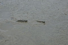 【お題日記】考え過ぎちゃダメですか？