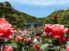 鎌倉文学館のバラ