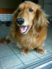 我が家のアイドル