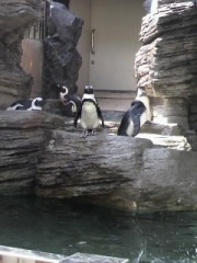 水族館に行きたいｗ