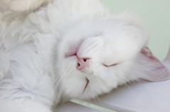 【お題日記】能天気じゃダメですか？