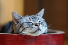 【お題日記】普段気をつけてる健康食品は？