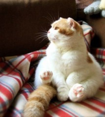 【お題日記】何回目のデートでSEXしたい？