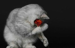 【お題日記】Hするとき、男女どっちから誘ってほしい？