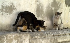 見えてないフリしなくっちゃ・・・