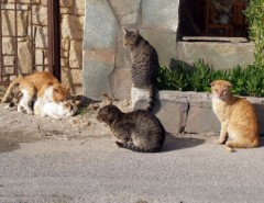 うちら見てないよ！