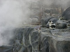 【お題日記】温泉や銭湯に行くと同性の裸見ちゃう？