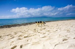 【お題日記】海で体験したエピソード