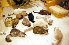 【お題日記】複数プレイ、した事ある？