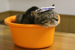 【お題日記】エッチな映画といえば？