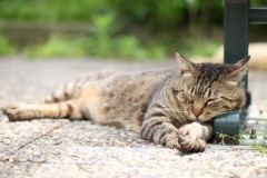 【お題日記】やりすぎてもイイですか？