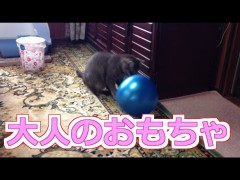 【お題日記】アダルトショップ行ったことある？