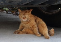 今日はダウンしてますー