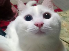 【お題日記】早い・遅い、どっちがいい？