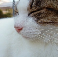 【お題日記】今一番捨てたい物