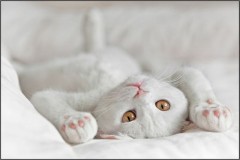 【お題日記】こだわりはありますか？