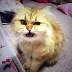 【お題日記】体のここが自慢です